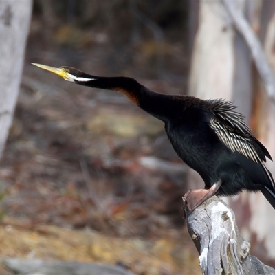 Anhinga novaehollandiae (Australasian Darter) at Yarrow, NSW - 12 Jun 2025 by jb2602