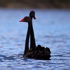Cygnus atratus (Black Swan) at Yarrow, NSW - 12 Jun 2025 by jb2602