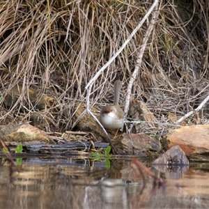 Malurus cyaneus at Burra, NSW - 12 Jun 2025 by jb2602