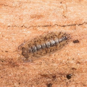 Porcellio scaber at Bruce, ACT - 13 Jun 2025 by kasiaaus