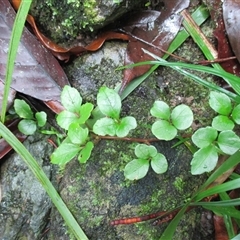 Motherwellia haplosciadea at Syndicate, QLD - 11 Nov 2015 11:15 AM