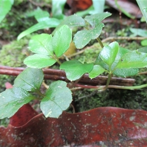 Motherwellia haplosciadea at Syndicate, QLD - 11 Nov 2015 11:15 AM