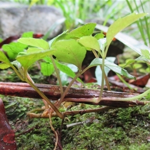 Motherwellia haplosciadea at Syndicate, QLD - 11 Nov 2015 11:15 AM