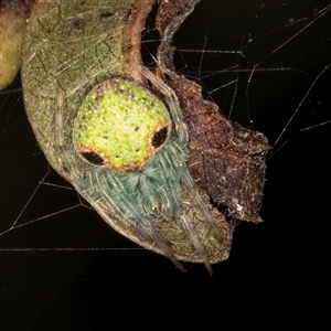 Araneus circulissparsus (species group) at Bruce, ACT - 13 Jun 2025 by kasiaaus