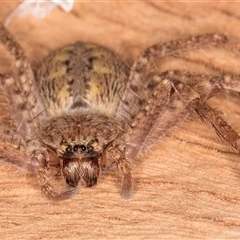 Isopeda canberrana (Canberra Huntsman Spider) at Bruce, ACT - 13 Jun 2025 by kasiaaus