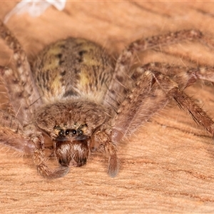Unverified Huntsman spider (Sparassidae) at Bruce, ACT - 13 Jun 2025 by kasiaaus