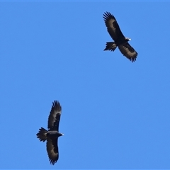 Aquila audax (Wedge-tailed Eagle) at Paddys River, ACT - 11 Jun 2025 by TimL