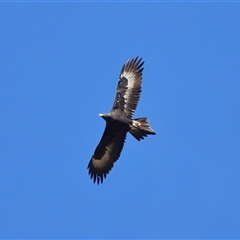 Aquila audax (Wedge-tailed Eagle) at Greenway, ACT - 11 Jun 2025 by TimL
