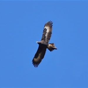 Aquila audax at Greenway, ACT - 11 Jun 2025 01:12 PM