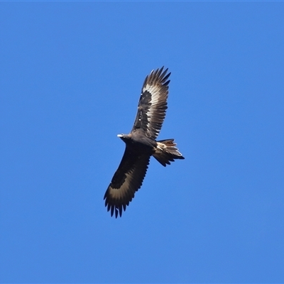 Aquila audax (Wedge-tailed Eagle) at Greenway, ACT - 11 Jun 2025 by TimL