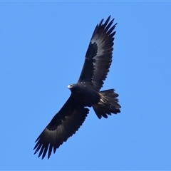 Aquila audax (Wedge-tailed Eagle) at Greenway, ACT - 11 Jun 2025 by TimL