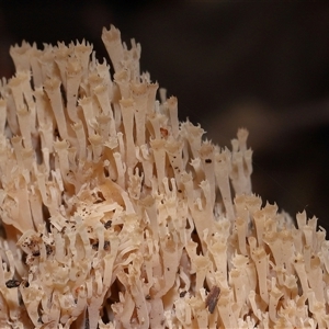 Unverified Coralloid fungus, markedly branched at Paddys River, ACT - 11 Jun 2025 by TimL