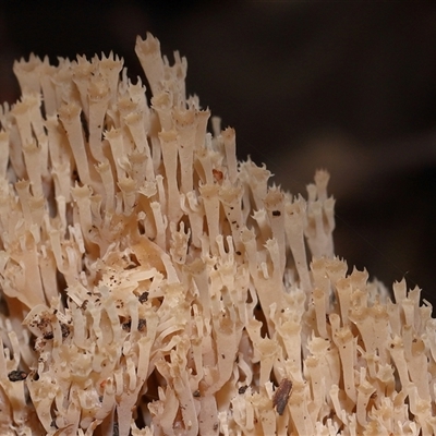Artomyces sp. (A coral fungus) at Paddys River, ACT - 11 Jun 2025 by TimL