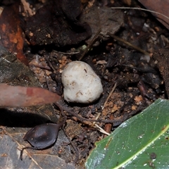 Unverified Truffle at Paddys River, ACT - 11 Jun 2025 by TimL