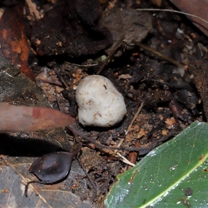 Unverified Truffle at Paddys River, ACT - 11 Jun 2025 by TimL