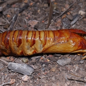 Hepialidae (family) IMMATURE at Yarralumla, ACT - 13 May 2025 by TimL