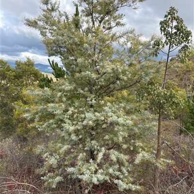 Acacia baileyana (Cootamundra Wattle, Golden Mimosa) at Uriarra Village, ACT - 15 Jun 2025 by NMenzies