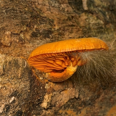 Gymnopilus sp. at Broulee, NSW - 12 May 2025 by Gallpix