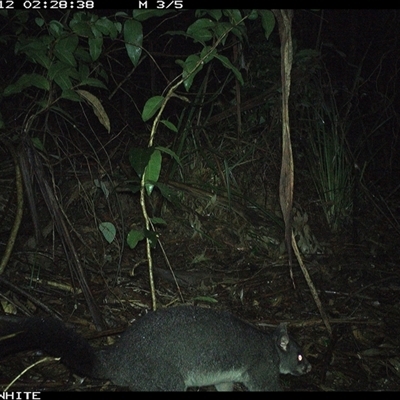 Trichosurus cunninghami (Mountain Brushtail Possum, Southern Bobuck) at Colo Vale, NSW - 12 Oct 2024 by nancyp