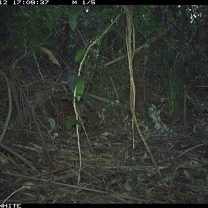 Zoothera lunulata (Bassian Thrush) at Colo Vale, NSW - 12 Oct 2024 by nancyp