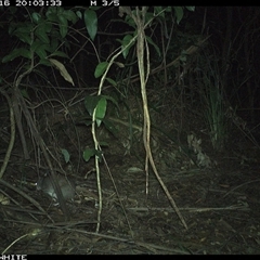 Perameles nasuta at Jamberoo, NSW - 16 Oct 2024 08:03 PM