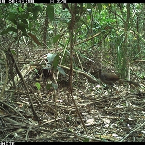 Menura novaehollandiae (Superb Lyrebird) at Colo Vale, NSW - 19 Oct 2024 by nancyp