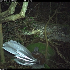 Menura novaehollandiae (Superb Lyrebird) at Colo Vale, NSW - 18 Nov 2024 by nancyp