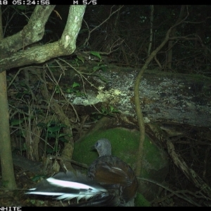 Menura novaehollandiae at Colo Vale, NSW - 18 Nov 2024 05:24 AM