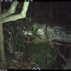 Perameles nasuta (Long-nosed Bandicoot) at Colo Vale, NSW - 19 Nov 2024 by nancyp
