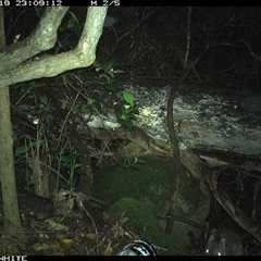 Perameles nasuta at Colo Vale, NSW - 19 Nov 2024 11:09 PM