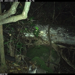 Perameles nasuta at Colo Vale, NSW - 19 Nov 2024 11:09 PM