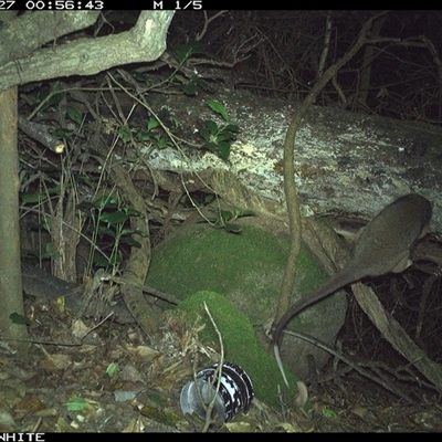 Pseudocheirus peregrinus (Common Ringtail Possum) at Colo Vale, NSW - 27 Nov 2024 by nancyp