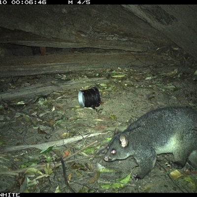 Trichosurus cunninghami (Mountain Brushtail Possum, Southern Bobuck) at Jamberoo, NSW - 10 Sep 2024 by nancyp