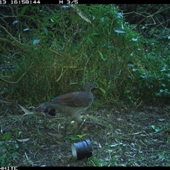 Menura novaehollandiae (Superb Lyrebird) at Jamberoo, NSW - 13 Sep 2024 by nancyp