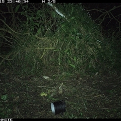 Trichosurus cunninghami (Mountain Brushtail Possum, Southern Bobuck) at Jamberoo, NSW - 15 Sep 2024 by nancyp