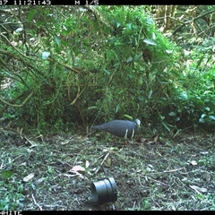 Leucosarcia melanoleuca (Wonga Pigeon) at Jamberoo, NSW - 17 Sep 2024 by nancyp
