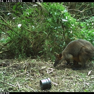Wallabia bicolor (Swamp Wallaby) at Jamberoo, NSW - 24 Sep 2024 by nancyp