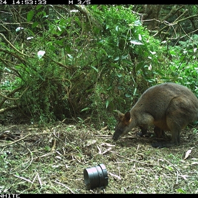 Wallabia bicolor (Swamp Wallaby) at Jamberoo, NSW - 24 Sep 2024 by nancyp