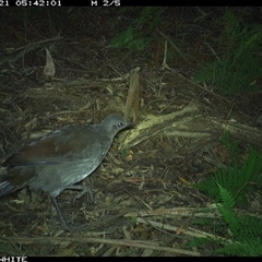 Menura novaehollandiae (Superb Lyrebird) at Colo Vale, NSW - 21 Oct 2024 by nancyp