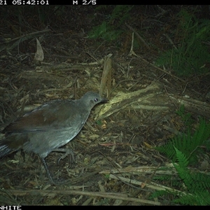 Menura novaehollandiae (Superb Lyrebird) at Colo Vale, NSW - 21 Oct 2024 by nancyp
