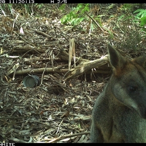 Wallabia bicolor (Swamp Wallaby) at Colo Vale, NSW - 28 Oct 2024 by nancyp