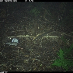 Rattus rattus at Colo Vale, NSW - 3 Nov 2024 by nancyp