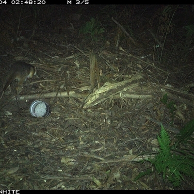 Pseudocheirus peregrinus (Common Ringtail Possum) at Colo Vale, NSW - 4 Nov 2024 by nancyp