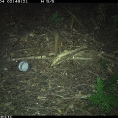 Pseudocheirus peregrinus at Colo Vale, NSW - 4 Nov 2024 02:48 AM
