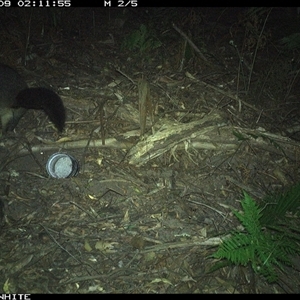Trichosurus cunninghami (Mountain Brushtail Possum, Southern Bobuck) at Colo Vale, NSW - 9 Nov 2024 by nancyp