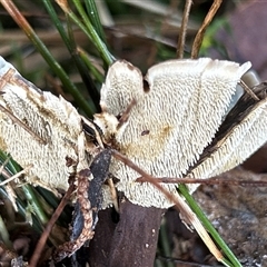 Phellodon sp. by LisaH