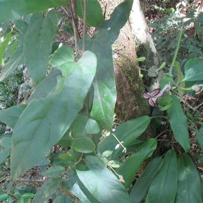 Aristolochia deltantha (mountain dutchman's pipe) at Syndicate, QLD - 29 Jan 2015 by JasonPStewartNMsnc2016