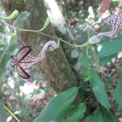 Aristolochia deltantha at Syndicate, QLD - 29 Jan 2015 01:01 PM