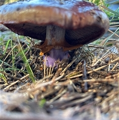Cortinarius sp. - lilac, blue(ish), purple(ish) at Moruya, NSW - Yesterday by LisaH