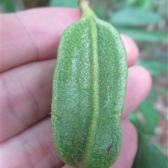 Aristolochia deltantha at Syndicate, QLD - 23 Apr 2015 11:44 AM